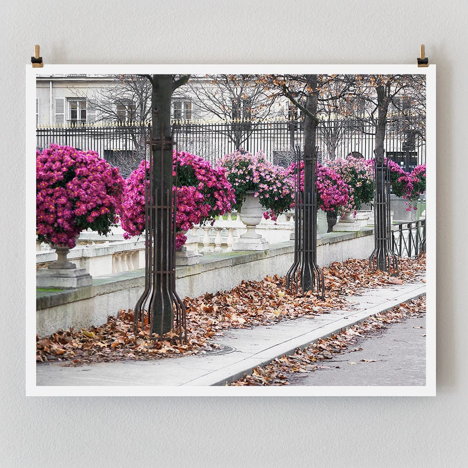 Paris Photography, Pink Mums Paris Print, Large Art Print Fine Art Photography, Gift for Her