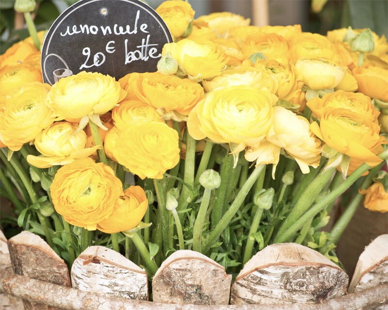 Paris Photography, Yellow Ranunculus Paris Print, Large Art Print Fine Art Photography, Yellow Wall Art for College Student Gift